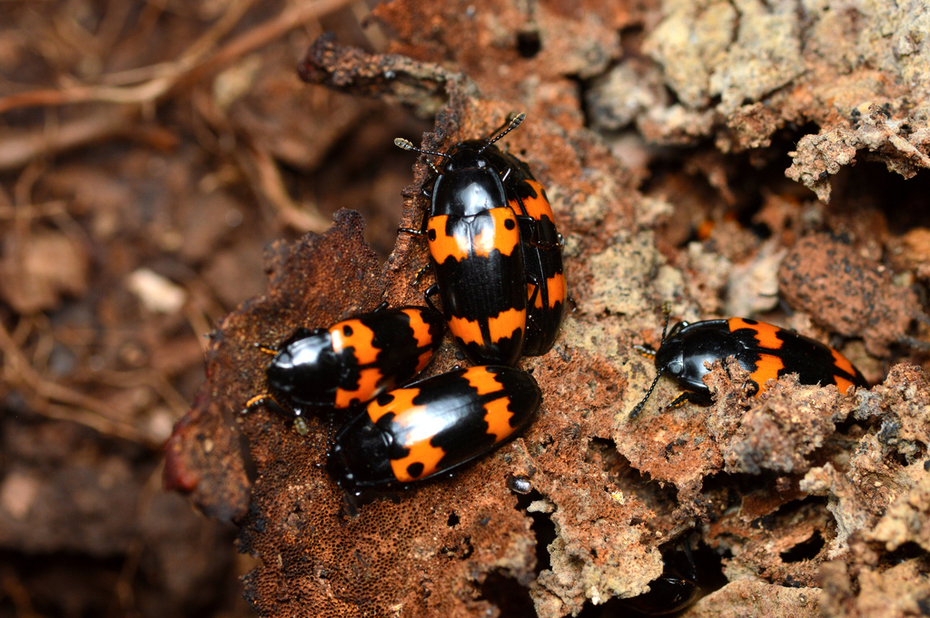 Red-banded Fungus Beetle in July 2025 by Robby Deans · iNaturalist