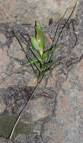 Image of Ferraria ferrariola by (c) Brian du Preez, some rights reserved (CC BY-SA)