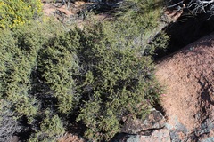 Indigofera spinescens