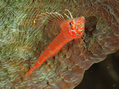 Ceratobregma helenae