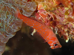 Ceratobregma helenae