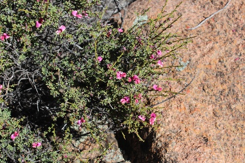 Image of Indigofera spinescens by (c) Brian du Preez, some rights reserved (CC BY-SA)