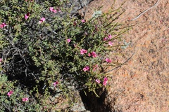 Indigofera spinescens