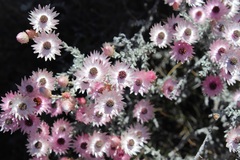 Syncarpha canescens canescens