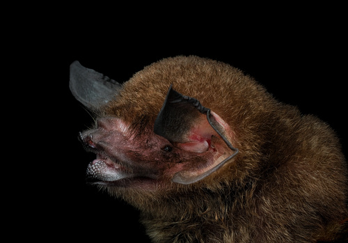 Mesoamerican Common Mustached Bat