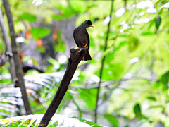 Hypsipetes ganeesa