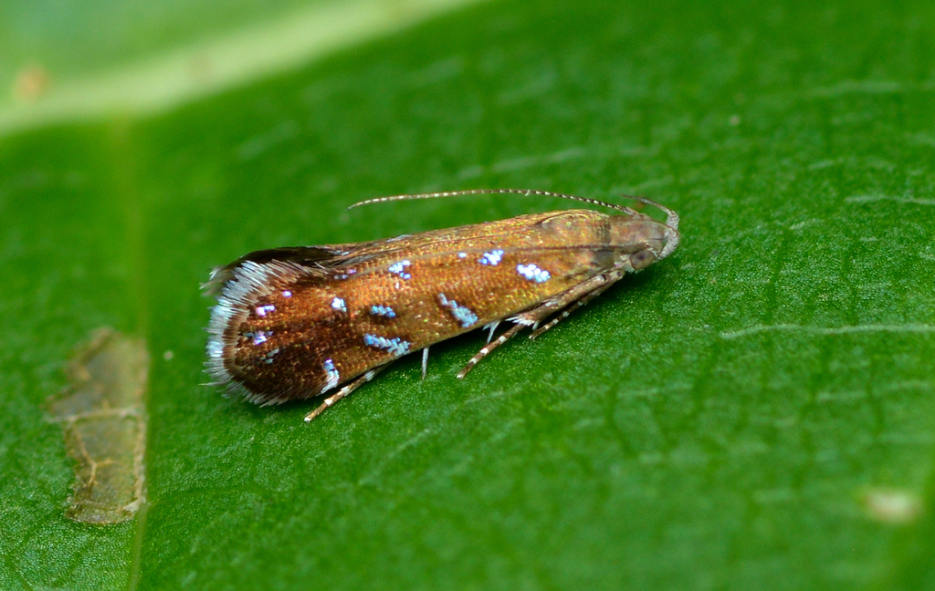Strobisia iridipennella