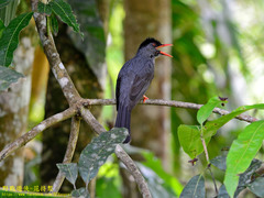 Hypsipetes ganeesa