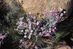 Syncarpha canescens canescens