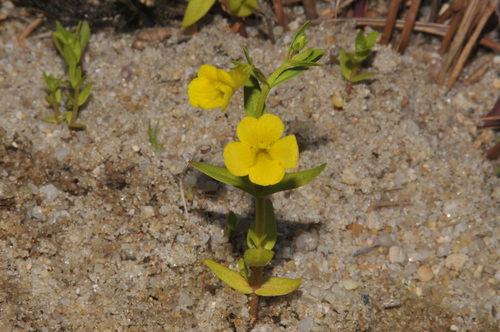 golden hedge-hyssop (Gratiola aurea)