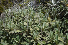 Brachyglottis revoluta