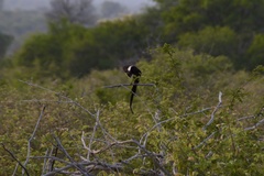Lanius melanoleucus