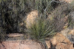 Schoenus pseudoloreus