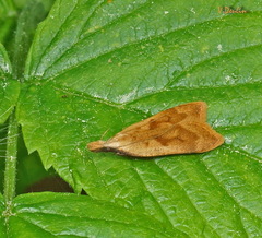 Dichomeris derasella