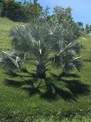 Bismarckia