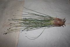 Schoenus pseudoloreus