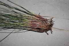 Schoenus pseudoloreus