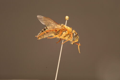 Oxaea flavescens