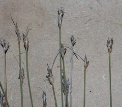 Schoenus pseudoloreus