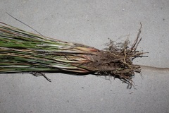 Schoenus pseudoloreus