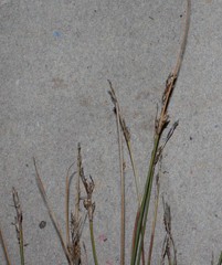 Schoenus pseudoloreus