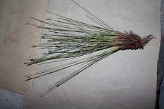 Schoenus pseudoloreus