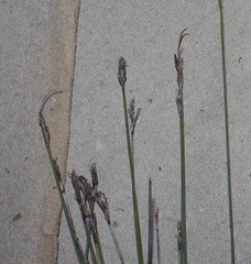Schoenus pseudoloreus
