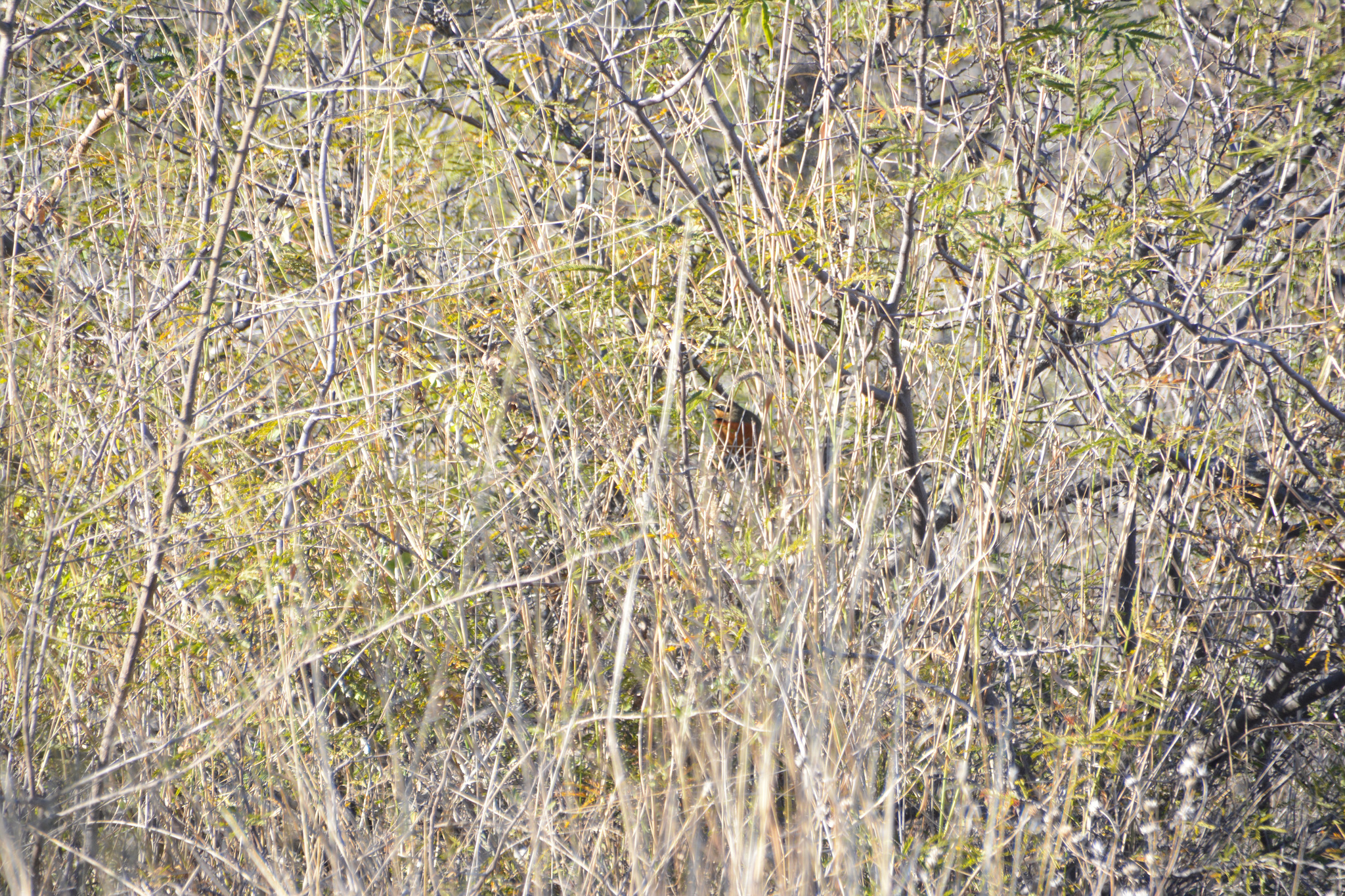 Olive-crowned Crescentchest (Melanopareia maximiliani), photo 7