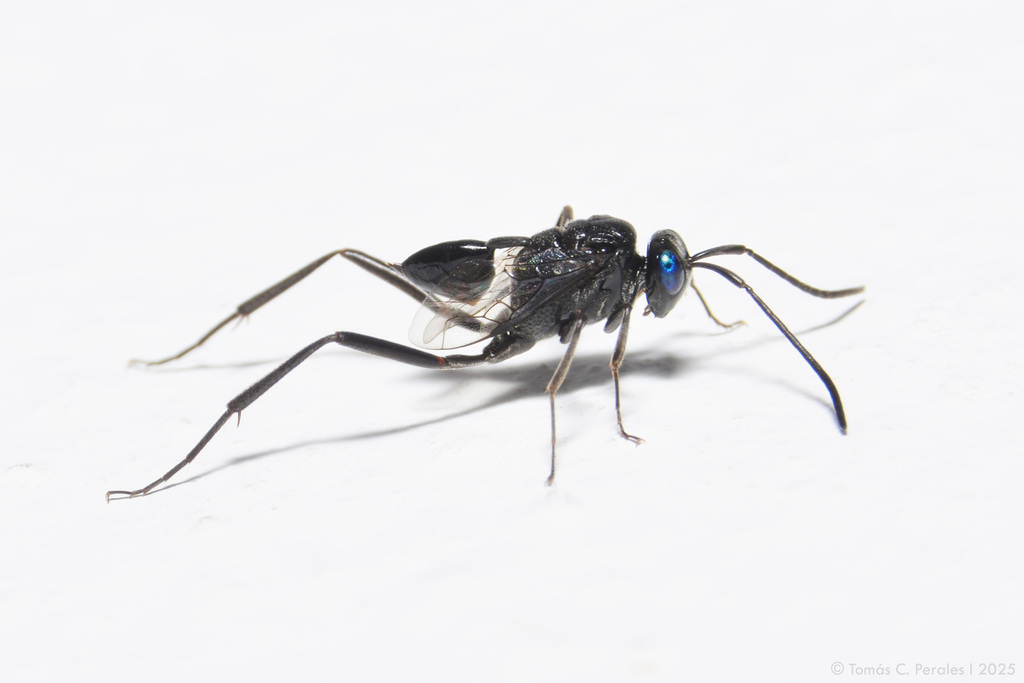 Blue-eyed ensign wasp (Evania appendigaster)
