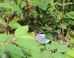 Kallima horsfieldii