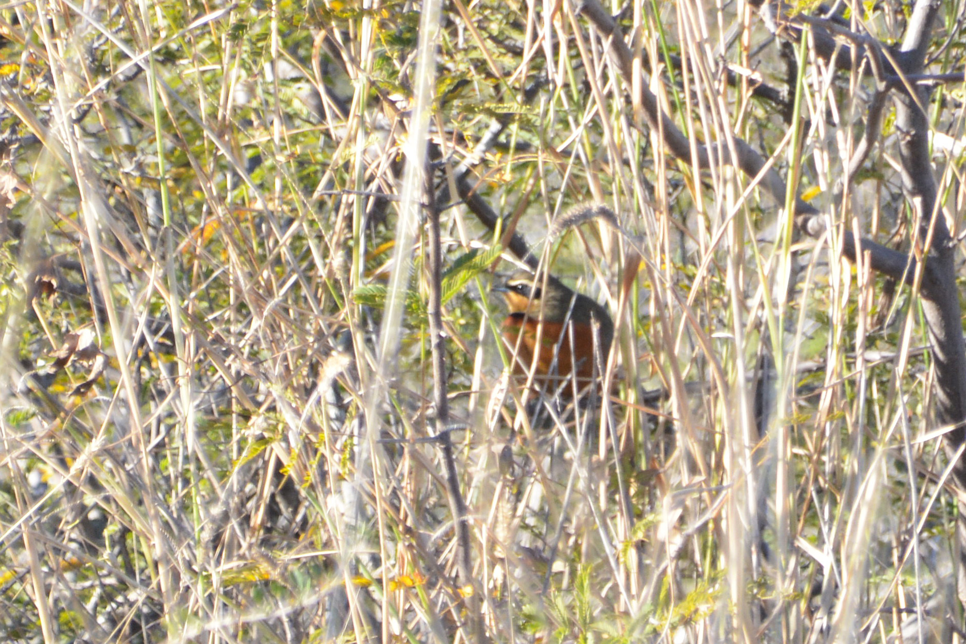 Olive-crowned Crescentchest (Melanopareia maximiliani), photo 6