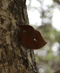 Kallima horsfieldii