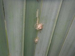 Hemisphaerota palmarum