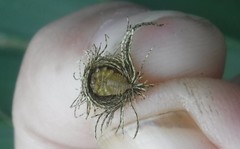 Hemisphaerota palmarum