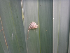 Hemisphaerota palmarum