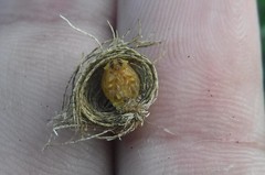 Hemisphaerota palmarum