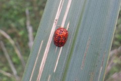 Hemisphaerota palmarum