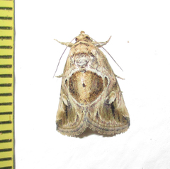 Deltote johnjoannoui