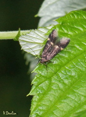 Eulamprotes atrella
