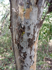 Colubrina elliptica, photograph (c) Juan Cruzado Cortés, some rights reserved (CC BY)