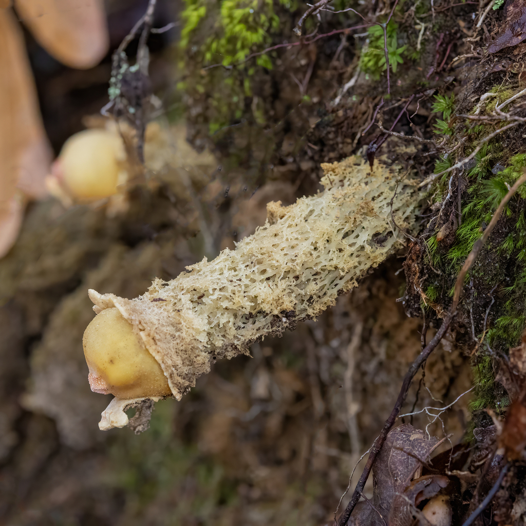 Calostoma lutescens · November 2025 · photo: © kodiakgarden (iNaturalist, cc0)