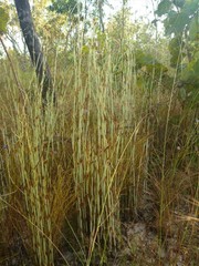 Dapsilanthus spathaceus