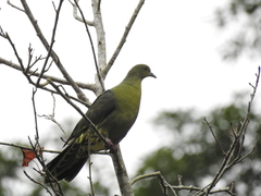 Treron sieboldii sieboldii