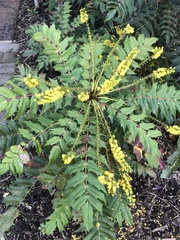 Berberis × hortensis