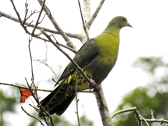 Treron sieboldii sieboldii