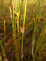 Dapsilanthus spathaceus