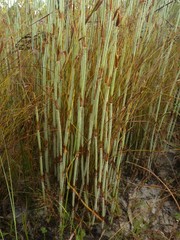 Dapsilanthus spathaceus