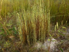 Dapsilanthus spathaceus