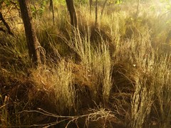 Dapsilanthus spathaceus