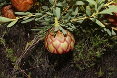 Protea namaquana